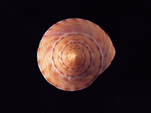 401331 (a): :1600x1200